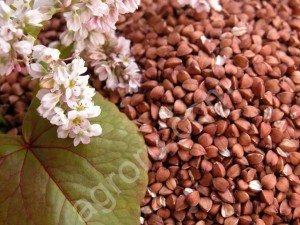 Гречиха продовольственная 1 класс