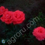 саженцы роз