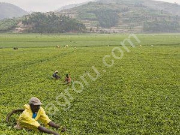 Чай чёрный из Африки (Руанда)