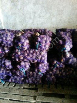 Свекла оптом от производителя