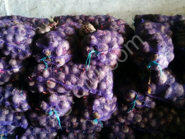 Свекла оптом от производителя