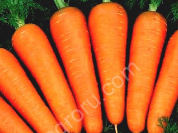 Морковь
