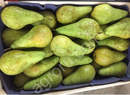 Груша Конференц