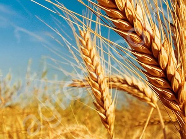 пшеница 4,5 класса.