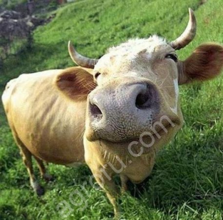 телята, нетели, бычки КРС живым весом