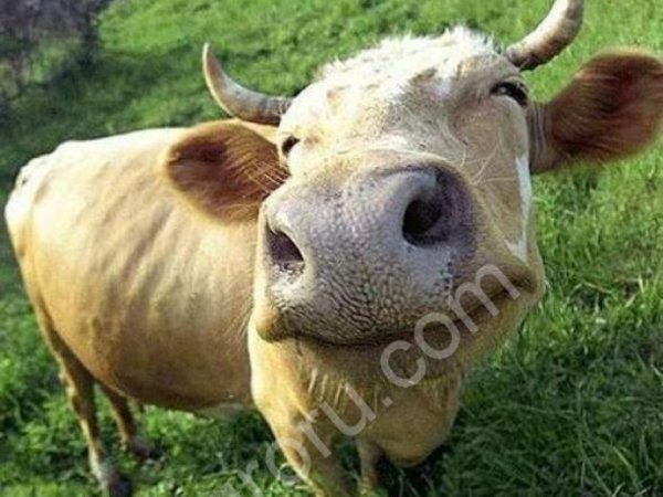 телята, нетели, бычки КРС живым весом