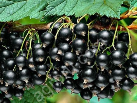 ЧЕРНУЮ СМОРОДИНУ (опт)