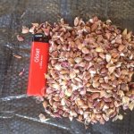 Чеснок семенной бульбочка (воздушка)