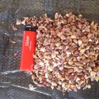 Чеснок семенной бульбочка (воздушка)