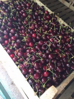Черешня