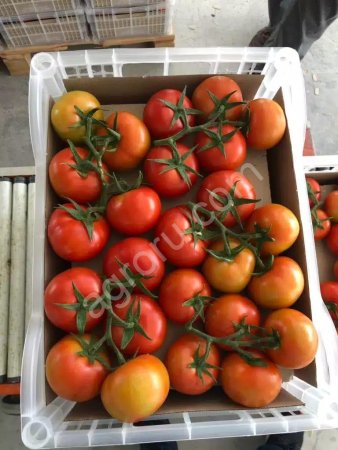 Томаты