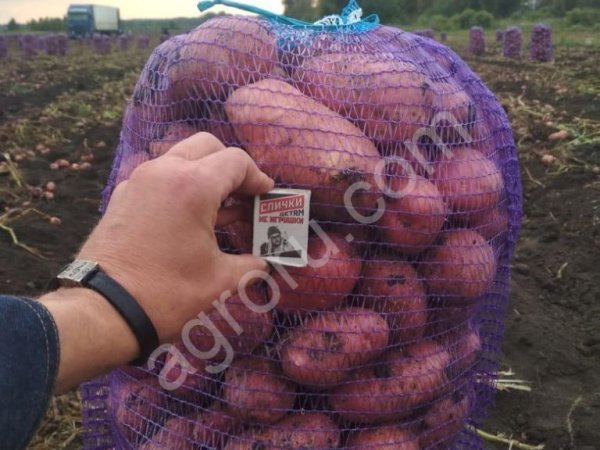 Картофель «Ред Скарлетт» 5+