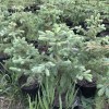 саженцы голубая ель, пихта, кедр, туя оптом