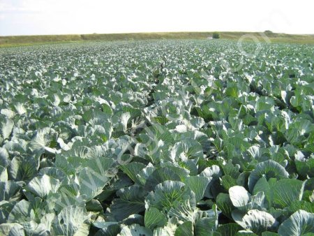 Капуста белокочанная