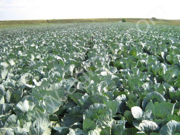 Капуста белокочанная