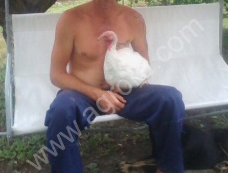 МЯСО ИНДЕЙКИ