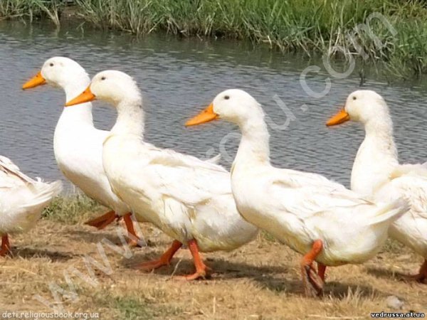 Домашняя птица с фермы