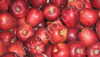 Яблоки