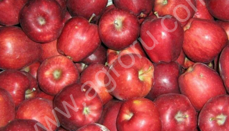 Яблоки