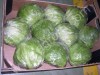 Молодая <strong>капуста</strong>