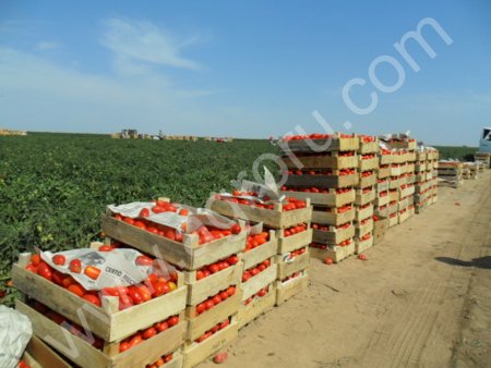 Томаты Классик, Джейн, Боб Кат