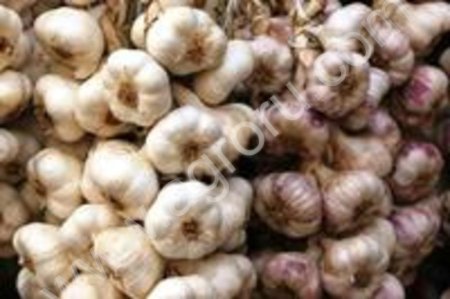 чеснок семена