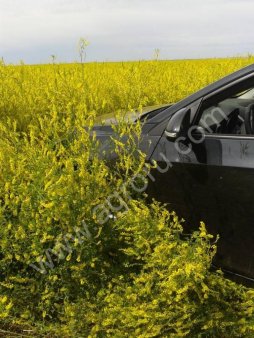 Семена донника желтого