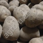 Картофель на переработку