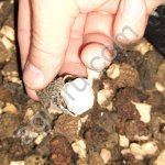 Сморчек сушеный