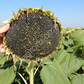 Семена подсолнечника САНМАРИН 410 (SANMARIN) под Евролайтинг (Clearfield) аналог Syngenta Неома