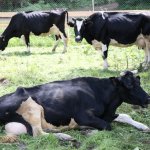 Молоко оптом сырое