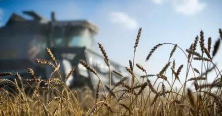 Краткий обзор зернового рынка