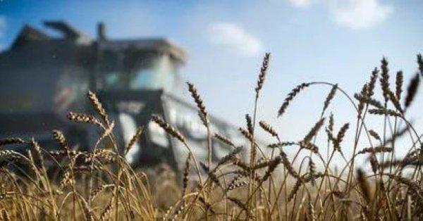 Краткий обзор зернового рынка