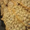Картофель оптом