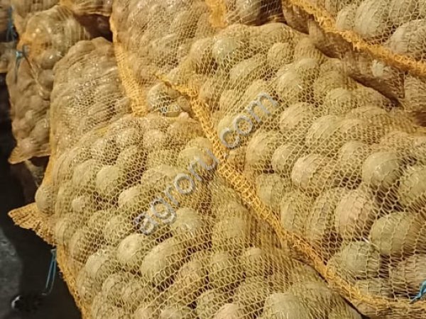 Картофель оптом