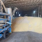 Горчица желтая