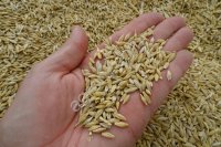 Ячмень фуражный