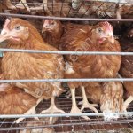 Куры несушки породы Хайсекс Браун