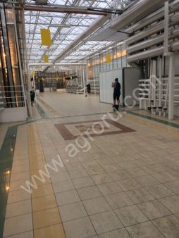 тепличный огурец