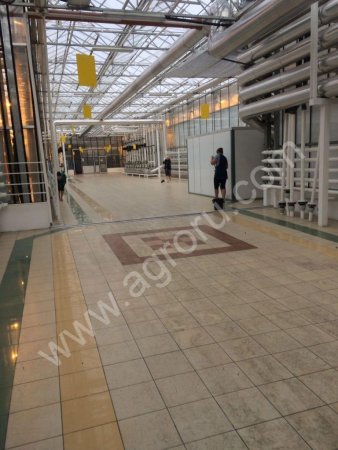 тепличный огурец