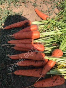 морковь отптом сорт абака