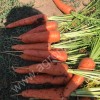 морковь отптом сорт абака