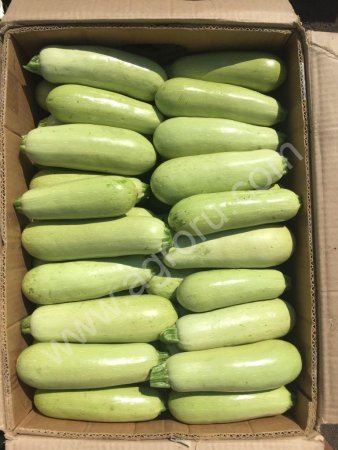 Арал F1 кабачок