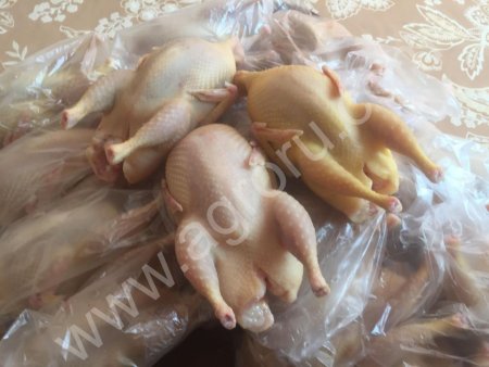 тушек перепелов