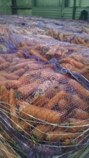 Морковь оптом, мытая