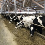 Племенные нетели черно-пестрой голштинизированной породы