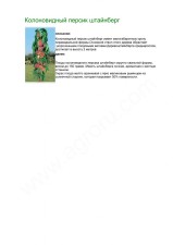 колоновидные сорта фруктовых деревьев