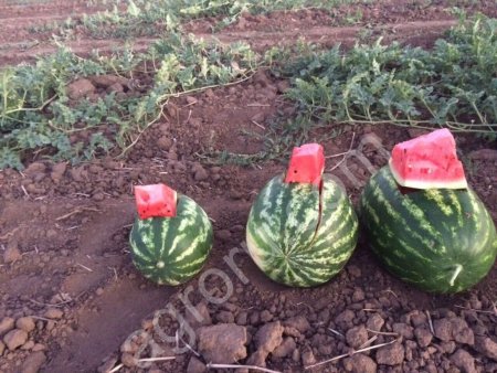 Арбуз Каристан и Продюсер