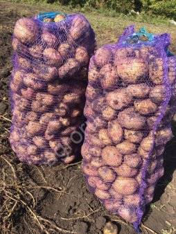 Картофель напрямую от КФХ