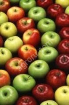 Многофункциональные линии сортировки яблок